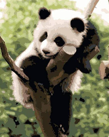 A Panda At Rest
