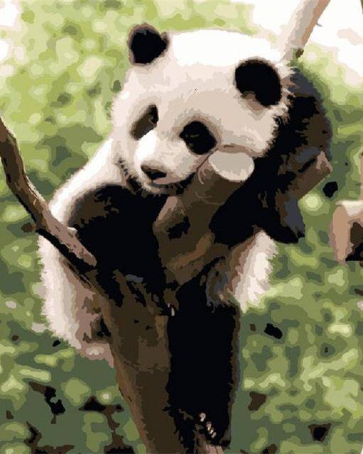A Panda At Rest
