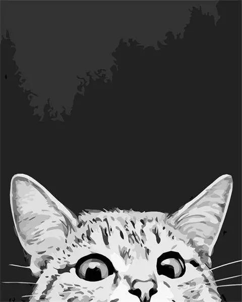 A White Head Cat