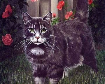 Black Cat