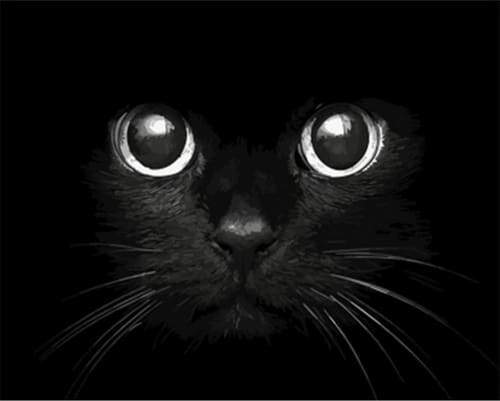 Black Cat Head