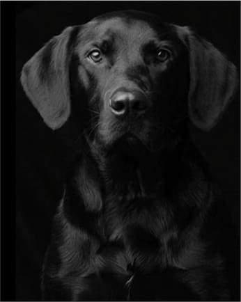 Black Dog Portrait