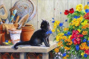 Black Kitten In The Garden