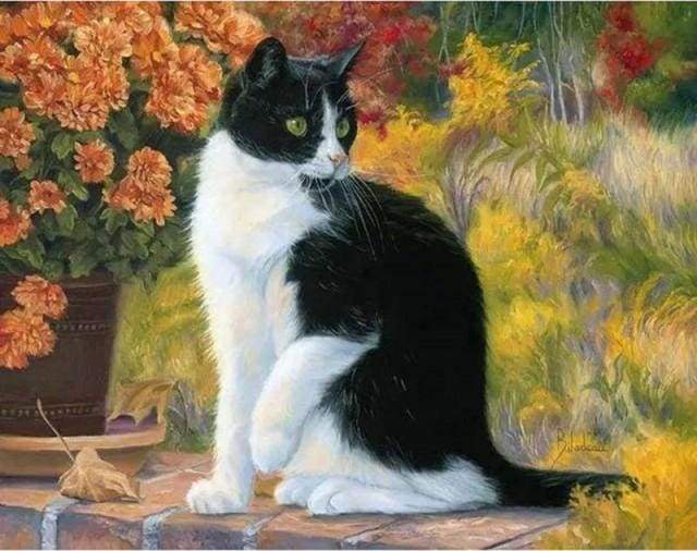 Black and White Cat