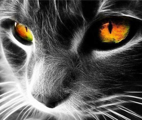 Cat Eyes
