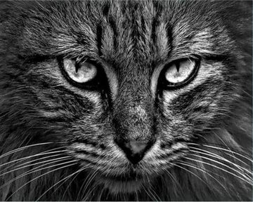 Cat's head