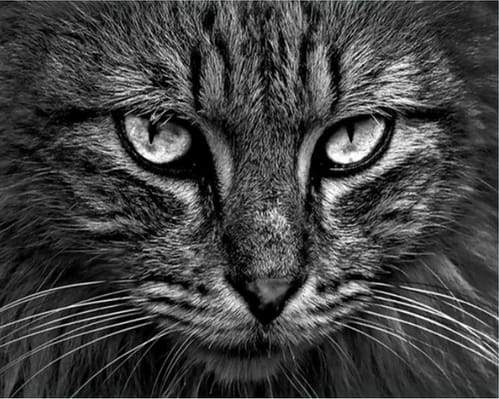 Cat's head