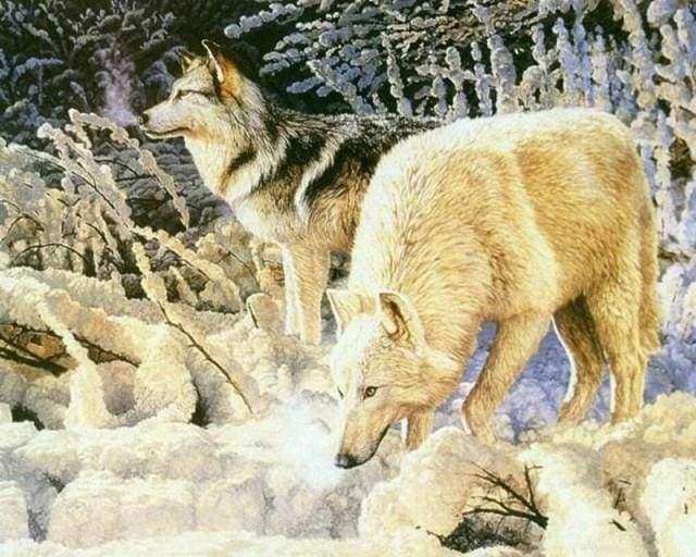 Couple of White Wolves