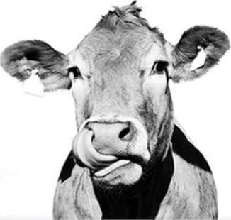 Cow Black and White