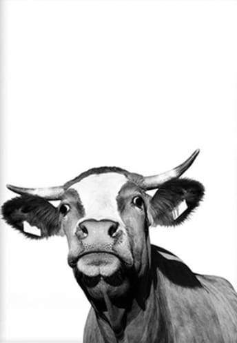 Cow in Style