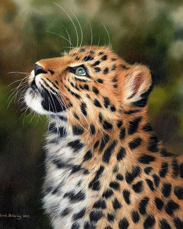 Curious leopard
