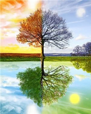 4 Seasons Tree 2