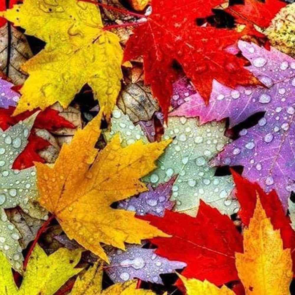 Autumn Leaves