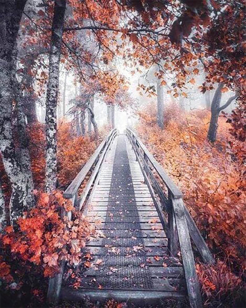 Autumn Path