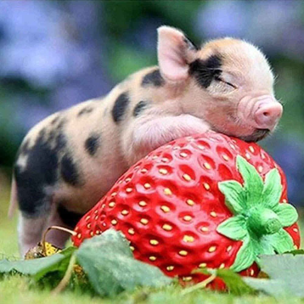 Baby Pig and Strawberry