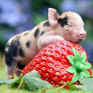Baby Pig and Strawberry