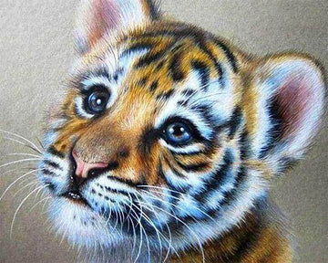 Baby Tiger