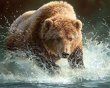 Bear in the River