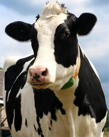 Beautiful Cow