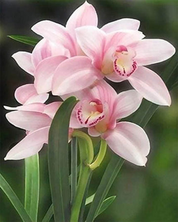 Beautiful Flower