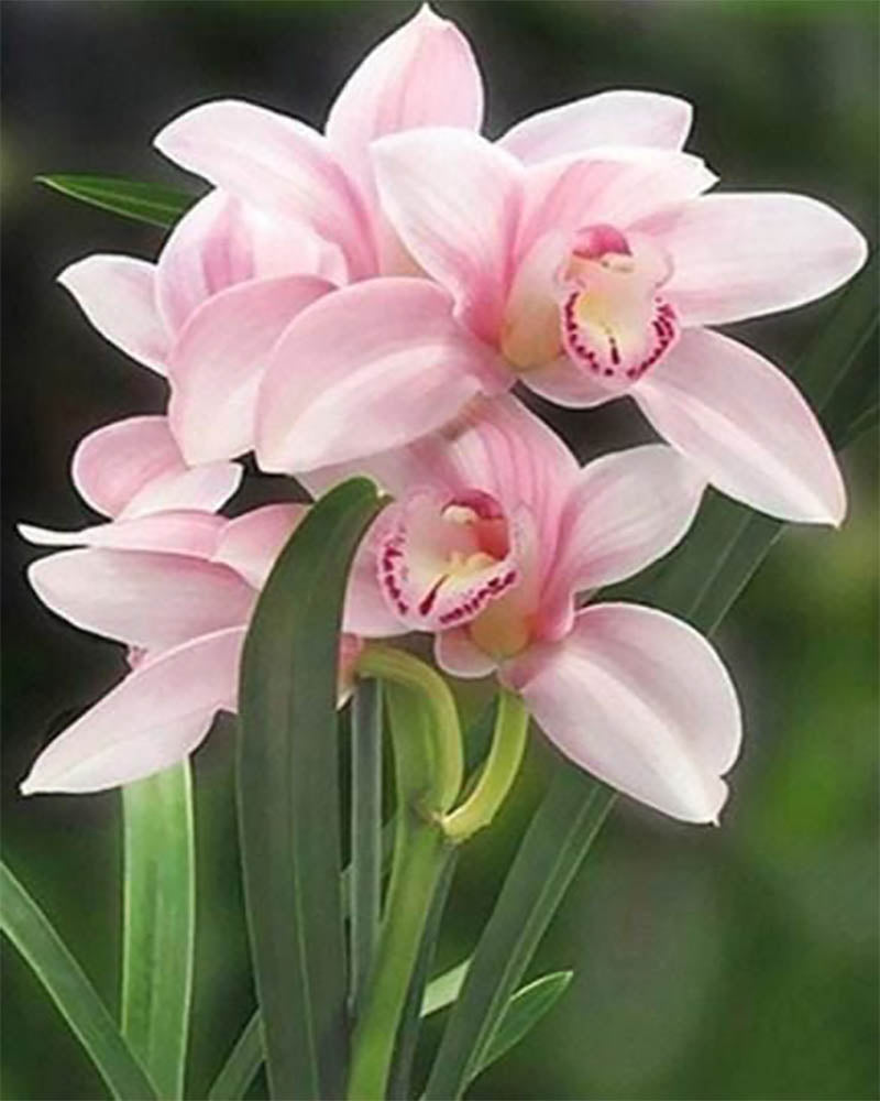 Beautiful Flower