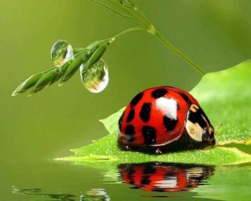 Beetle