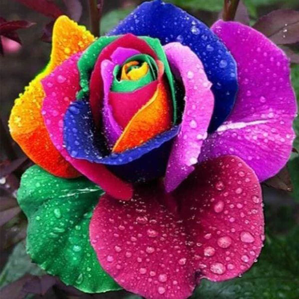 Big Flower Petal