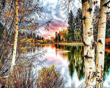 Birch trees and Lake