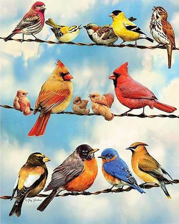 Birds Lines