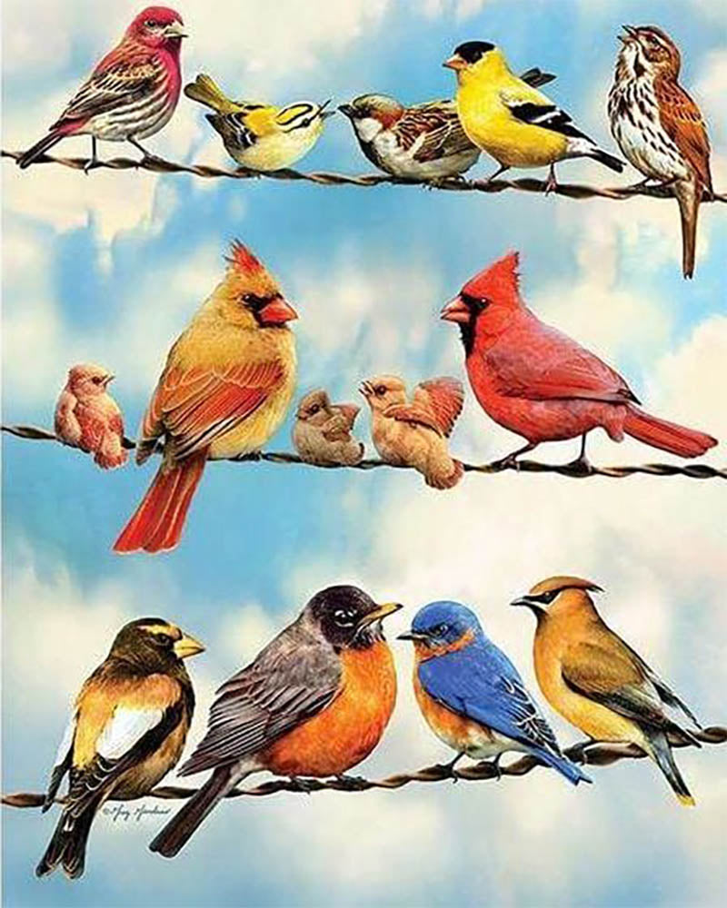 Birds Lines