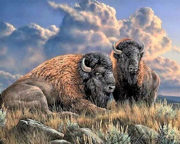 Bison