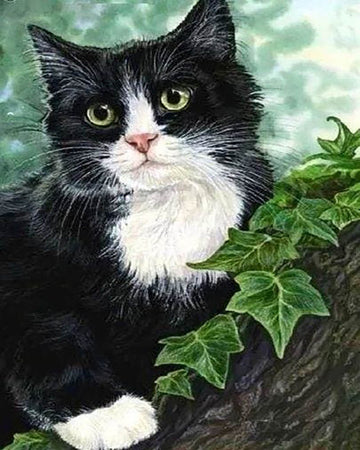 Black and white Cat