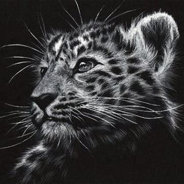 Black and white Leopard