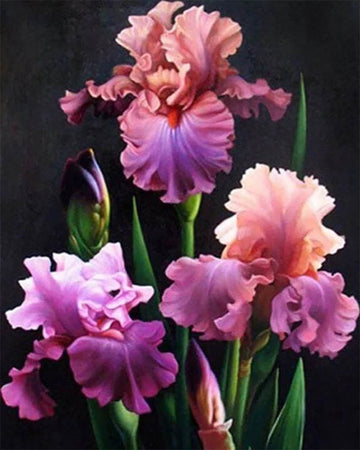 Blooming Iris