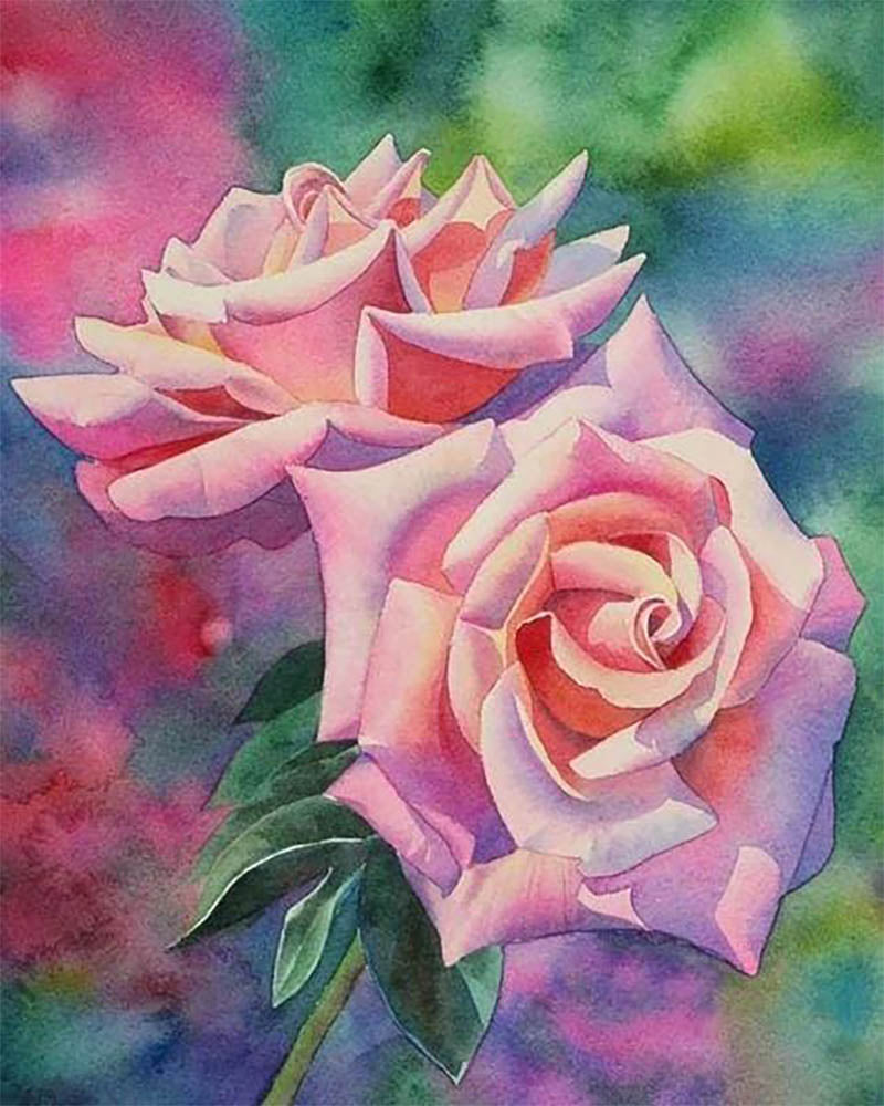 Blooming roses