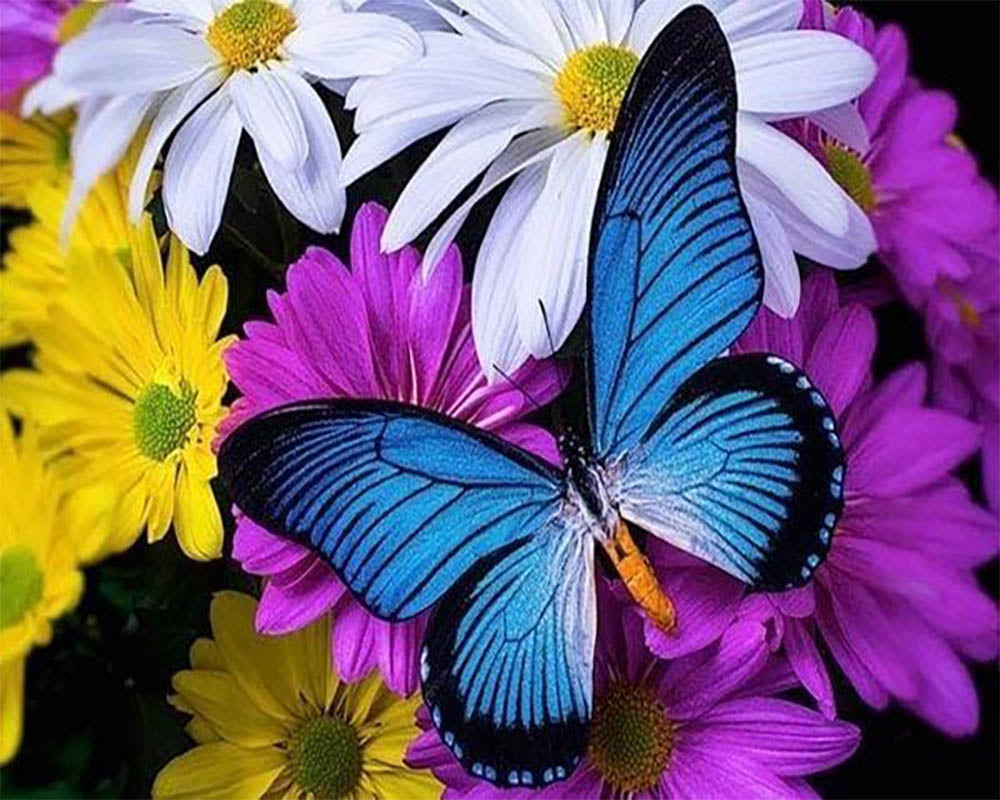 Blue Butterfly and Flowers