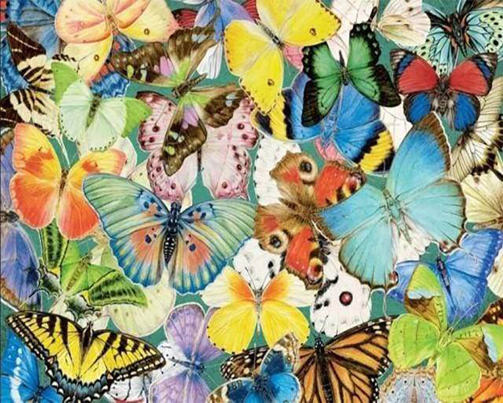 Butterfly Collection