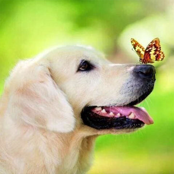 Butterfly and Labrador