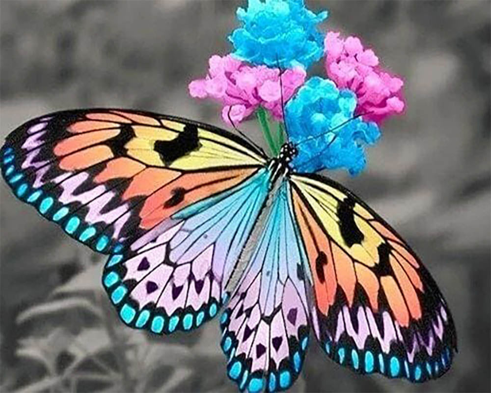 Butterfly gathering pollen