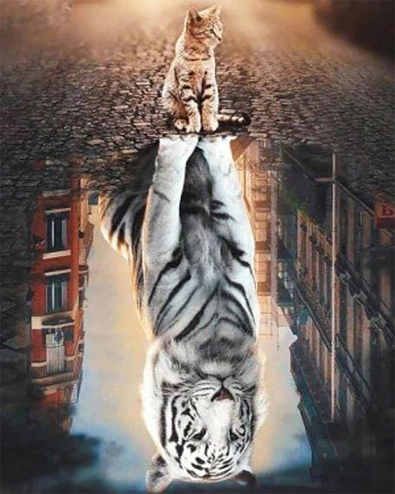 Cat Reflection in the City