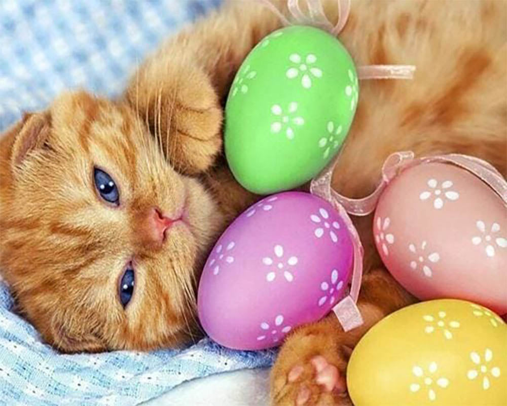 Cat and Eggs
