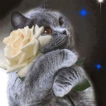 Cat and White Rose