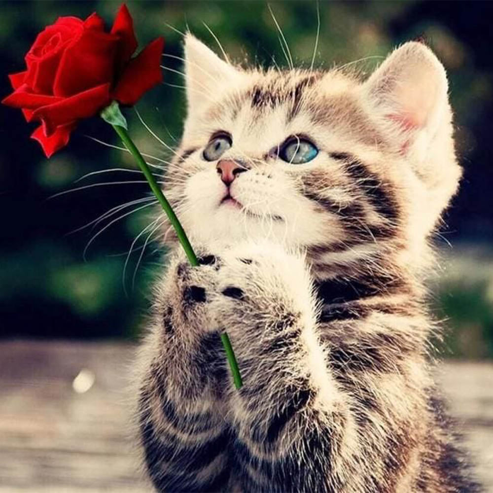 Cat with Rose