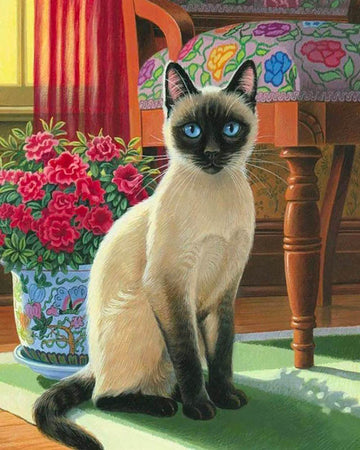 Cat with blue eyes