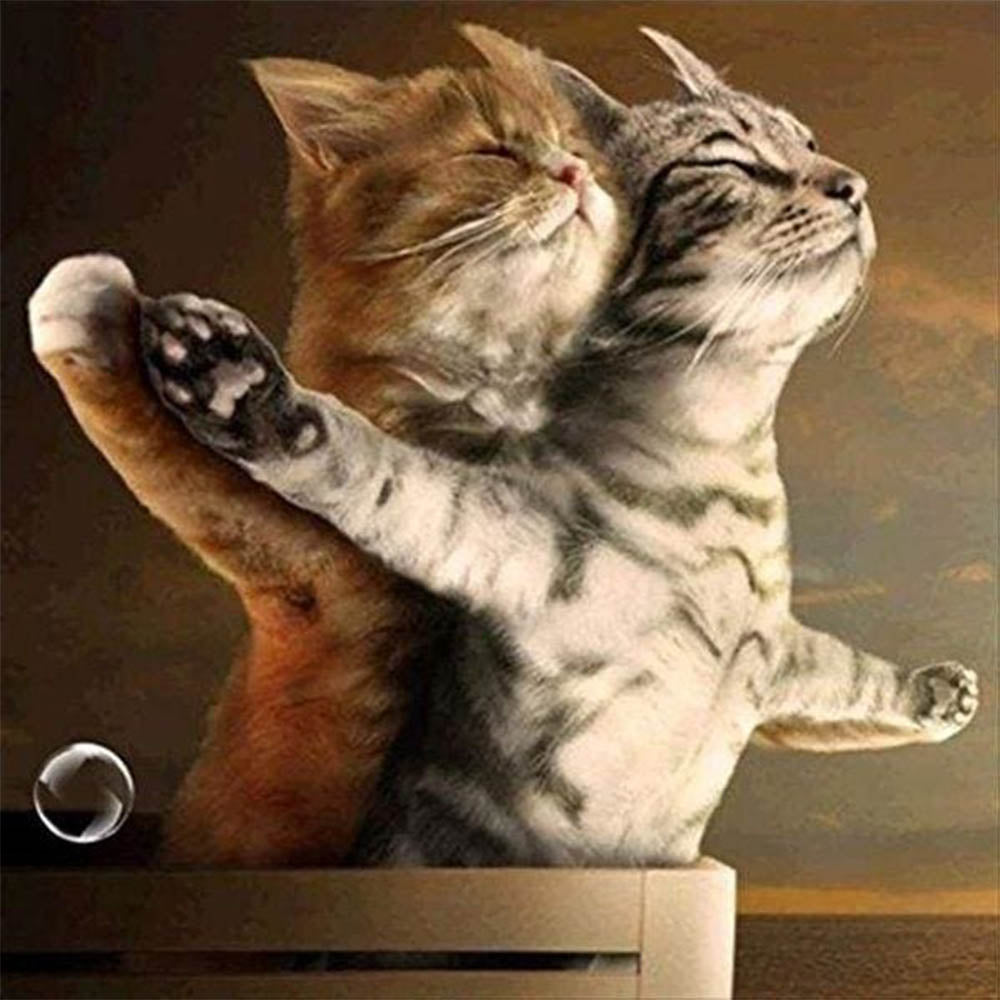 Cats Titanic
