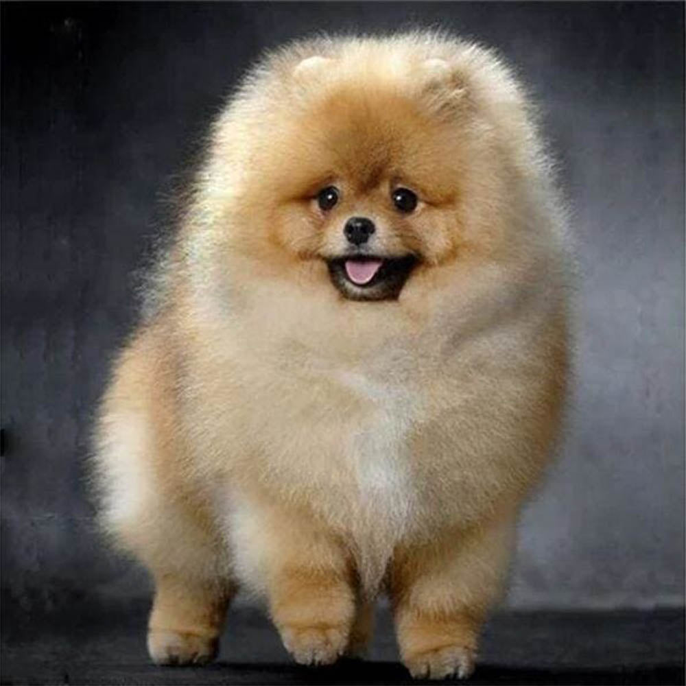 Chow Chow