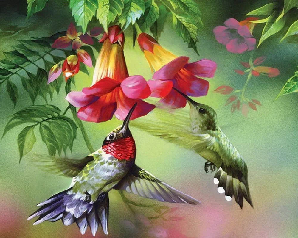 Colibris and their flowers