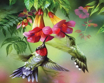 Colibris and their flowers