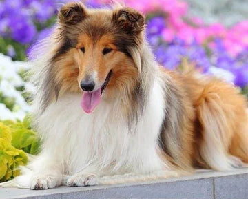 Collie
