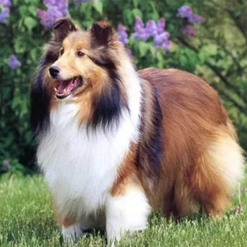 Collie in the Garden